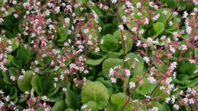 Saxifraga x urbium