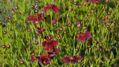 Coreopsis verticillata 'Ruby Red'