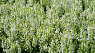 Salvia nemorosa 'Sensation White'