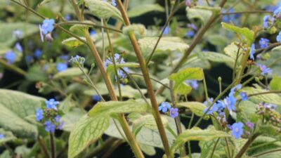 Brunnera macr. 'Looking Glass' ®
