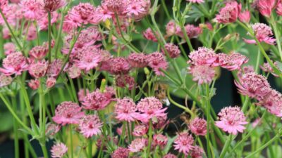 Astrantia major 'Venice' ®