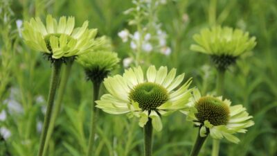 Echinacea purpurea 'Green Jewel' ®