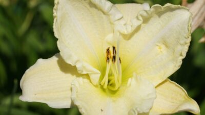 Hemerocallis x cult. 'White Temptation'