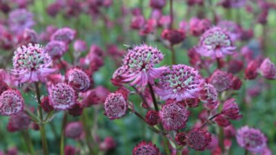 Astrantia major 'Star of Beauty' ®