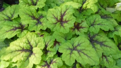 Heucherella tiarelloides 'Stoplight' ®