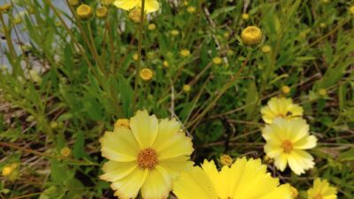 Coreopsis x cultorum 'Full Moon' ®