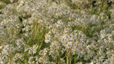 Aster umbellatus 'Weißer Schirm'