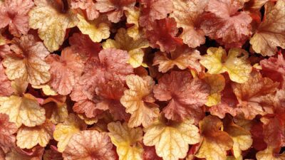 Heuchera villosa 'Berry Smoothie' ®