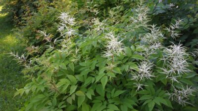 Aruncus dioicus 'Whirlwind'