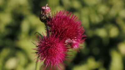 Cirsium rivulare 'Atropurpureum'