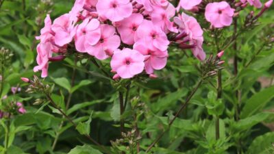 Phlox paniculata 'Minnehaha'