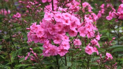 Phlox paniculata 'Winnetou'