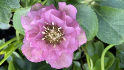 Helleborus x orientalis 'Double Ellen Pink'