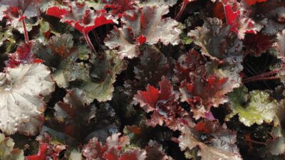 Heuchera micrantha 'Dark Secret'