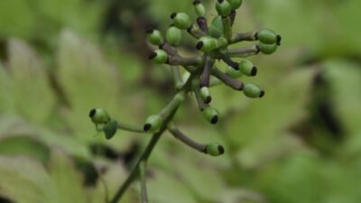 Actaea pachypoda 'Misty Blue' ®