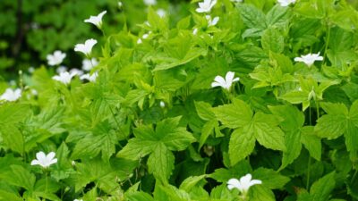 Geranium nodosum 'Silverwood' ®