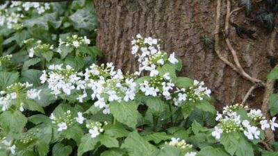 Pachyphragma macrophylla