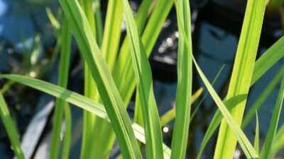 Acorus calamus