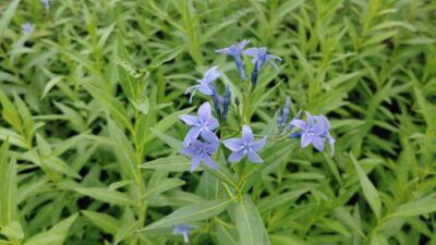 Amsonia orientalis