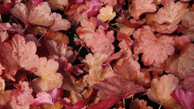 Heuchera micrantha 'Fire Alarm' ®