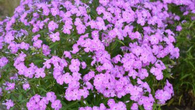 Phlox glaberrima 'Forever Pink'