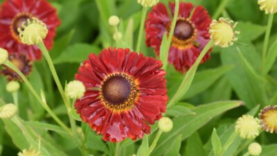 Helenium x cultorum 'Salsa'