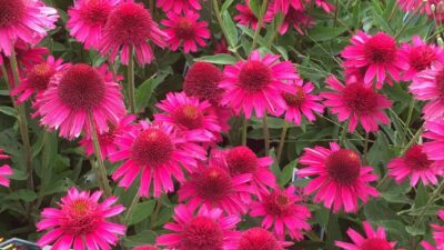 Echinacea purpurea 'Delicious Candy' ®