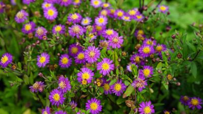 Aster ageratoides 'Ezo Murasaki'