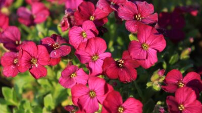 Aubrieta x cult. 'Regado Red'