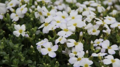 Aubrieta x cult. 'Regado White'