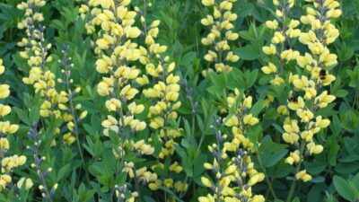 Baptisia Decadence 'Lemon Meringue' ®