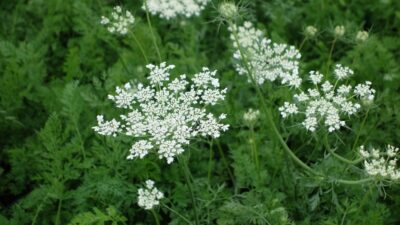 Daucus carota
