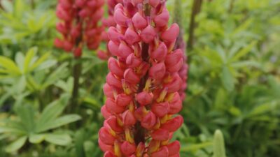 Lupinus West Country 'Towering Inferno' ®