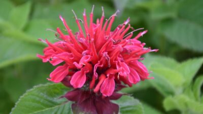 Monarda fistulosa 'Bee-Happy' ®