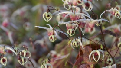 Epimedium x cult. 'Domino'