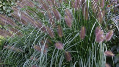 Pennisetum alopecur. 'Black Beauty'