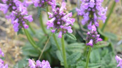Betonica macrantha 'Ukkie'