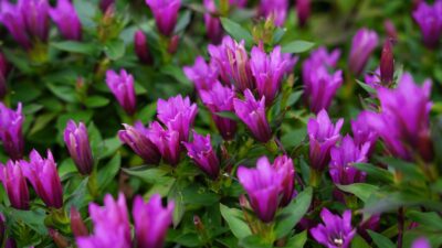 Gentiana makinoi 'Little Pinkie' ®
