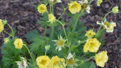 Geum Cocktail 'Gimlet' ®