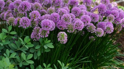 Allium senescens 'Millenium'
