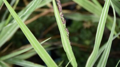 Molinia arundinacea 'JS Mostenveld' ®