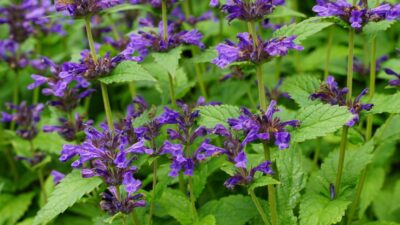 Nepeta x cult. 'Neptune' ®