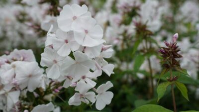 Phlox paniculata JS® 'Anne'