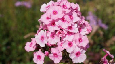 Phlox paniculata 'Herbstwalzer'
