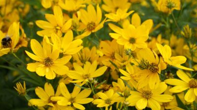 Coreopsis x cultorum 'Johannes'