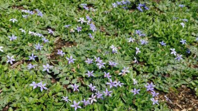 Pratia pedunculata 'Dark Blue'