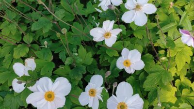 Anemone x cult.'Dainty Swan' -R-