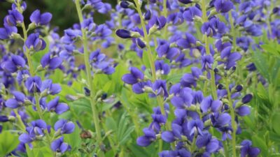 Baptisia Decadence 'Blueberry Sundae' ®