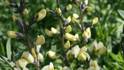 Baptisia Decadence 'Vanilla Cream' ®