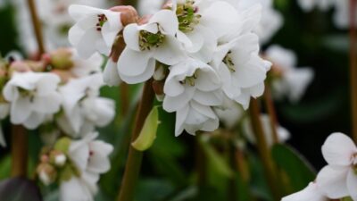 Bergenia cordifolia 'Schneekristall' ®